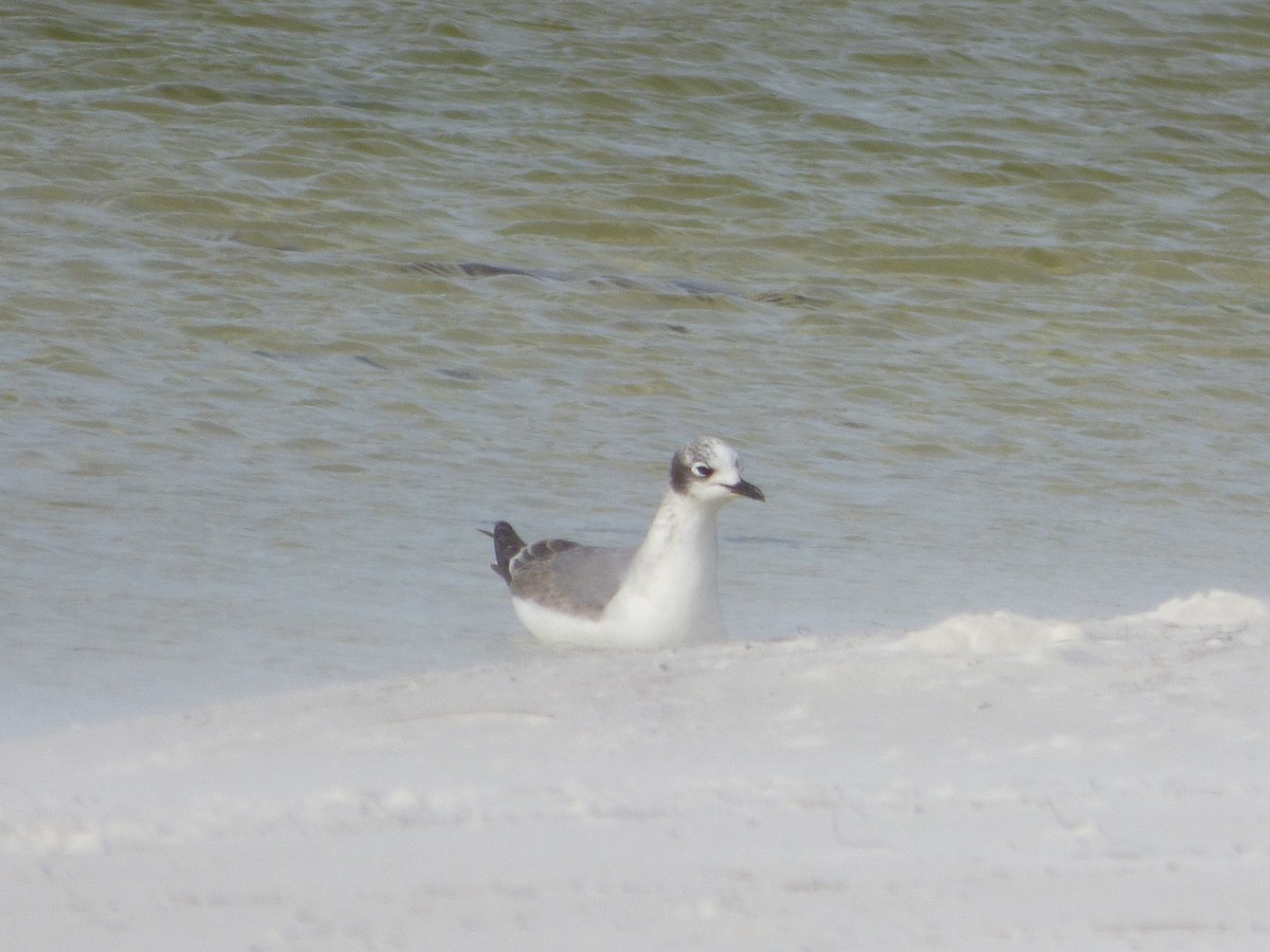 Franklin's Gull - ML142075901