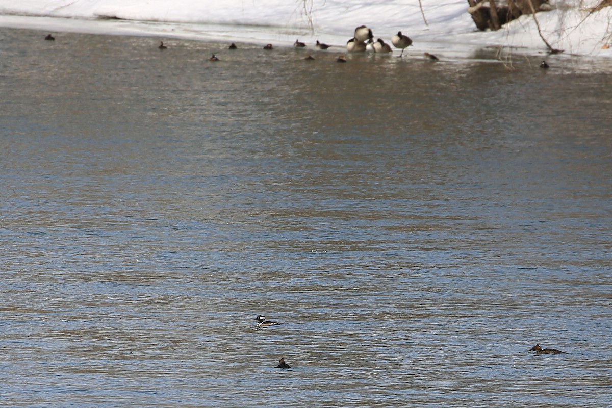 Hooded Merganser - ML142076031