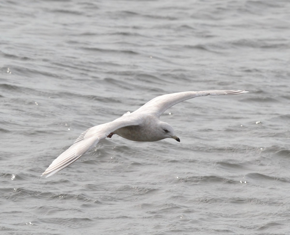 Iceland Gull - ML142077361