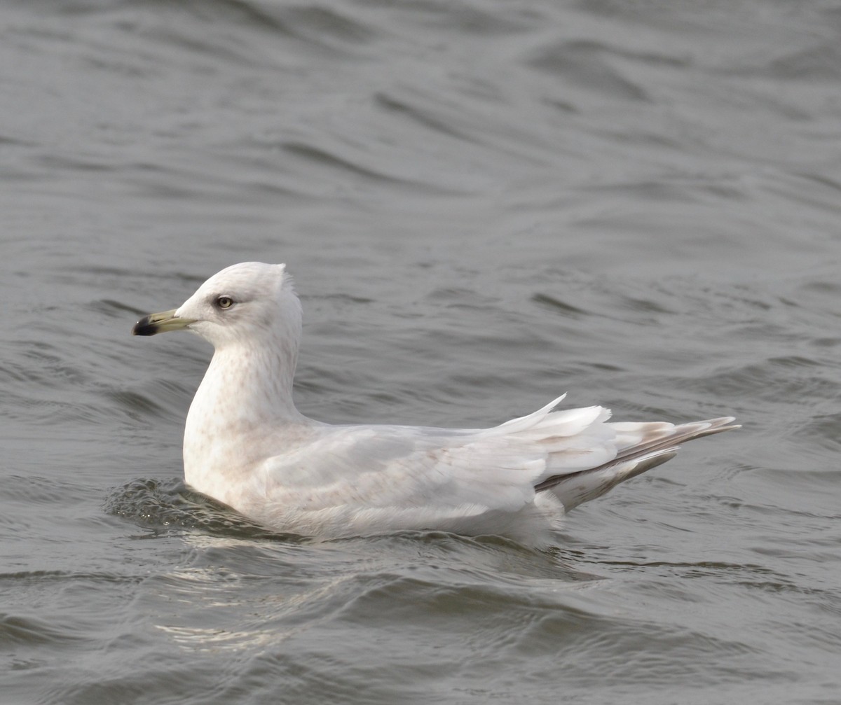 Iceland Gull - ML142077381