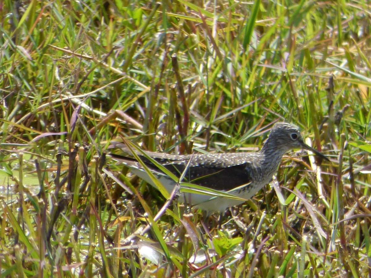 eremittsnipe - ML142077641