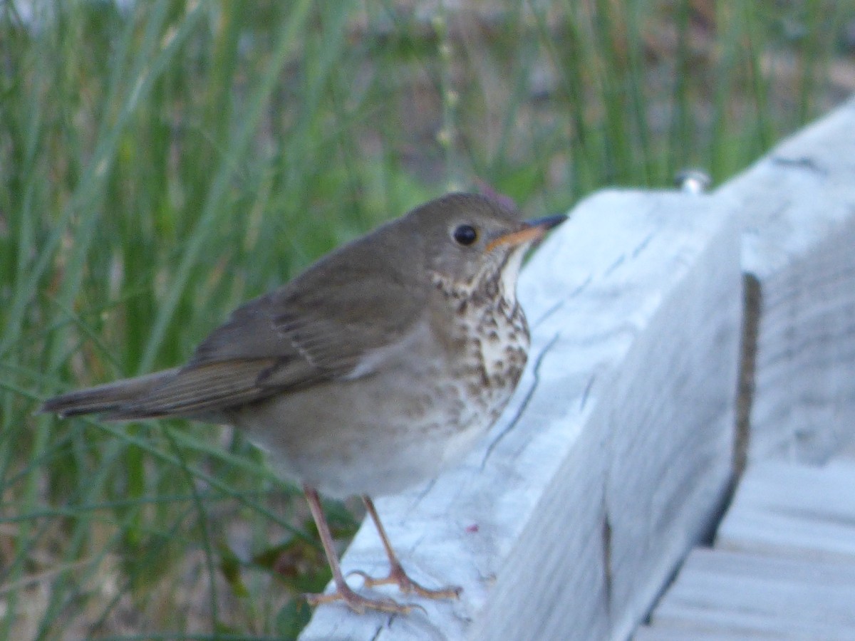 Gray-cheeked Thrush - ML142077711