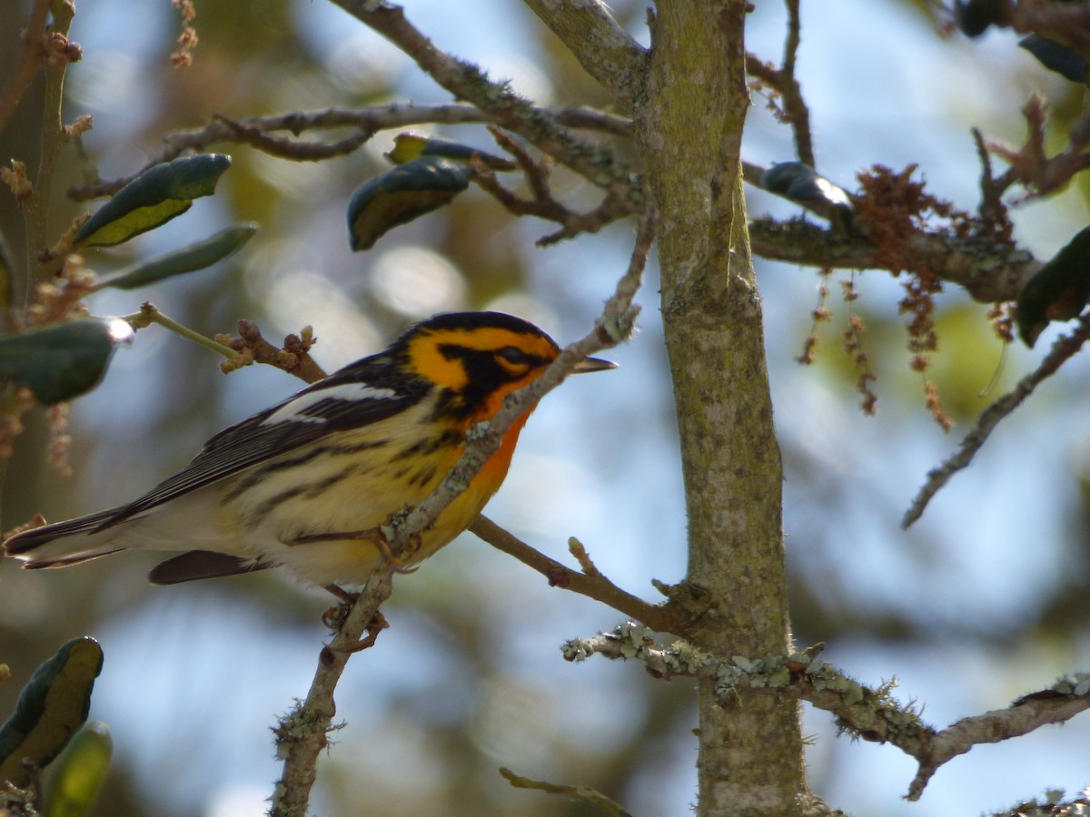 Blackburnian Warbler - ML142077801