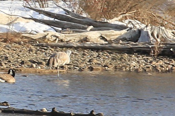 Sandhill Crane - ML142077891