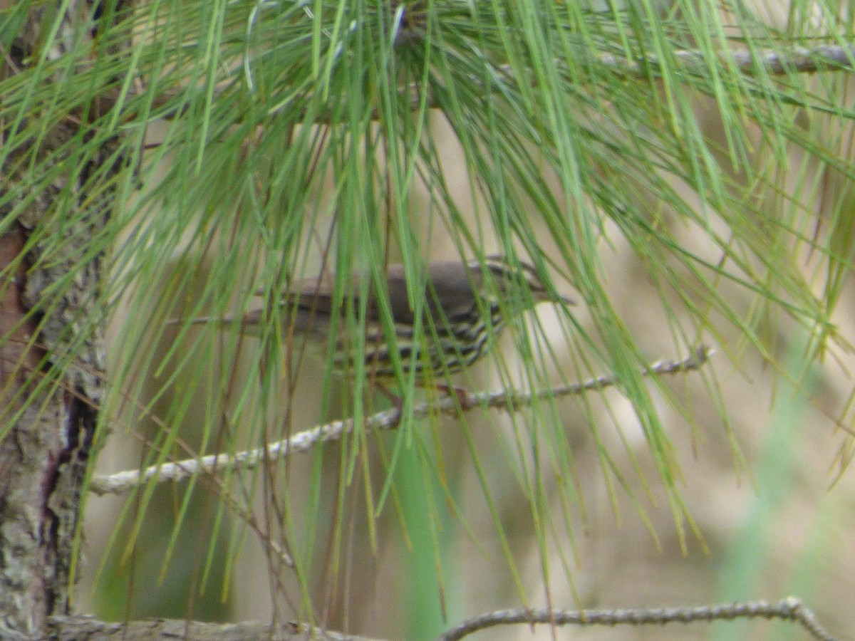 Northern Waterthrush - ML142078041