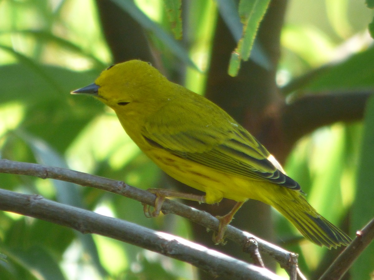 Paruline jaune - ML142078191