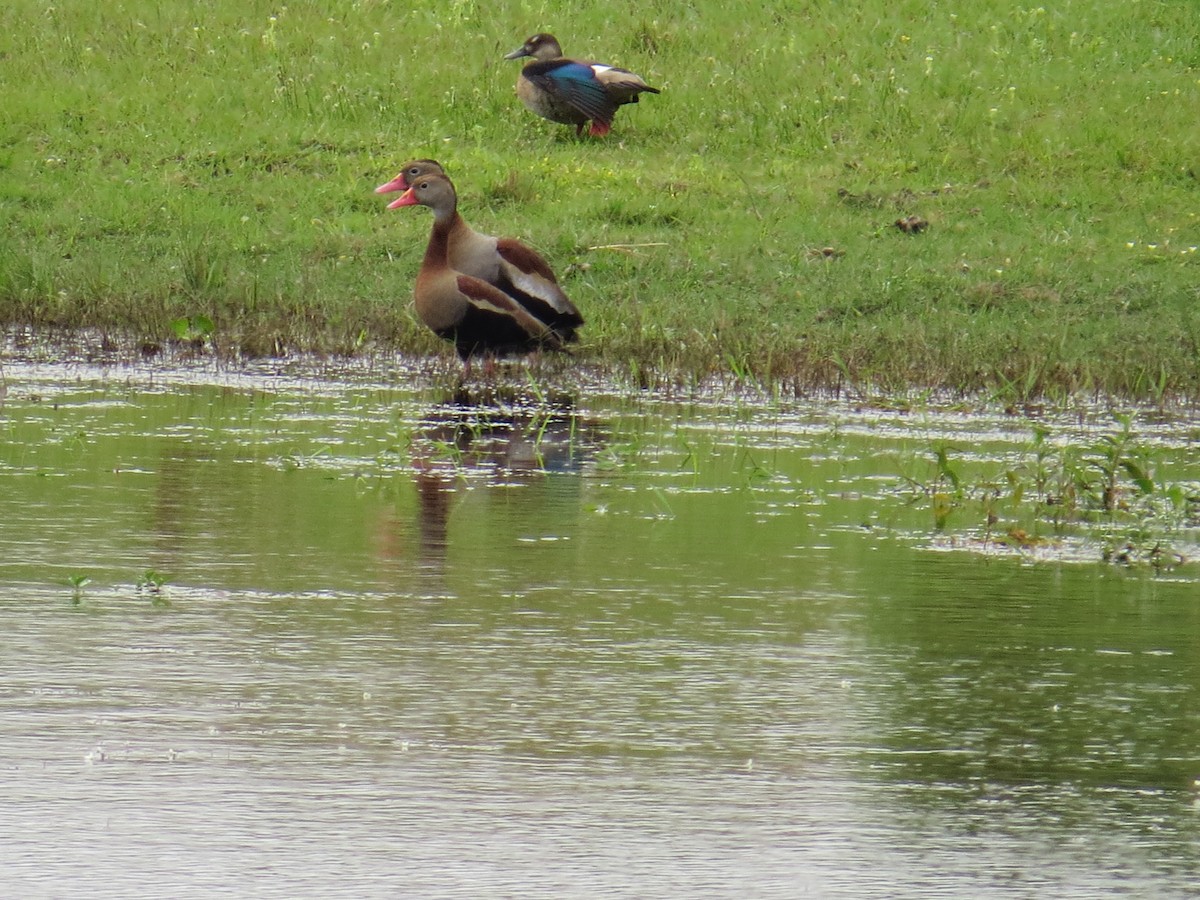 Black-bellied Whistling-Duck - ML142078901