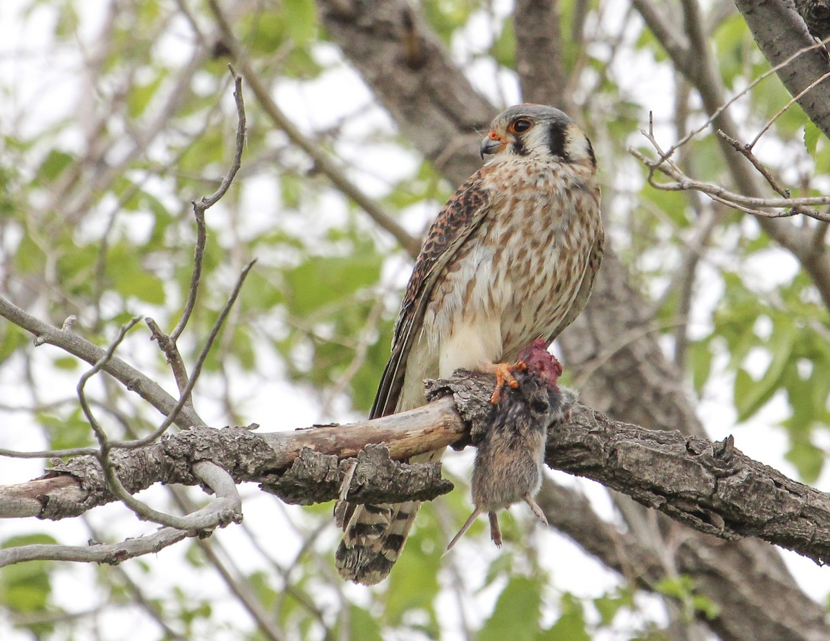 American Kestrel - ML142079651