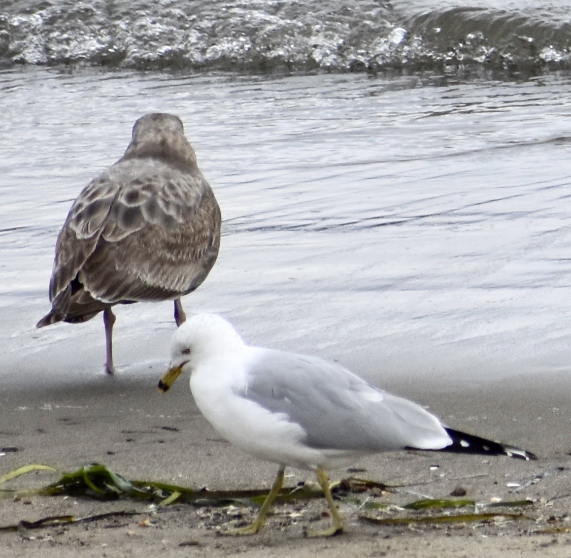 Iceland Gull (Thayer's) - ML142080091