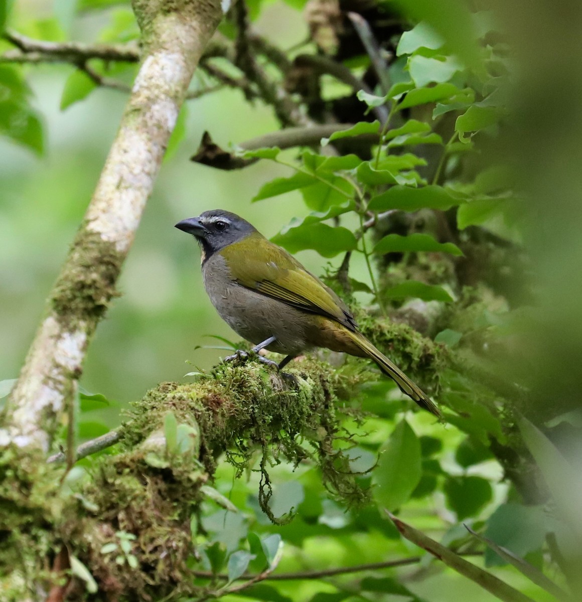 Saltator des grands-bois - ML142081781