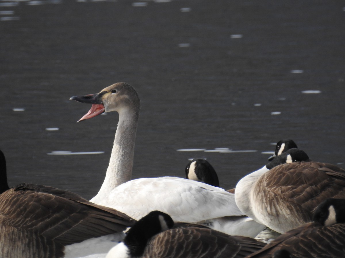 Tundra Swan - ML142081801