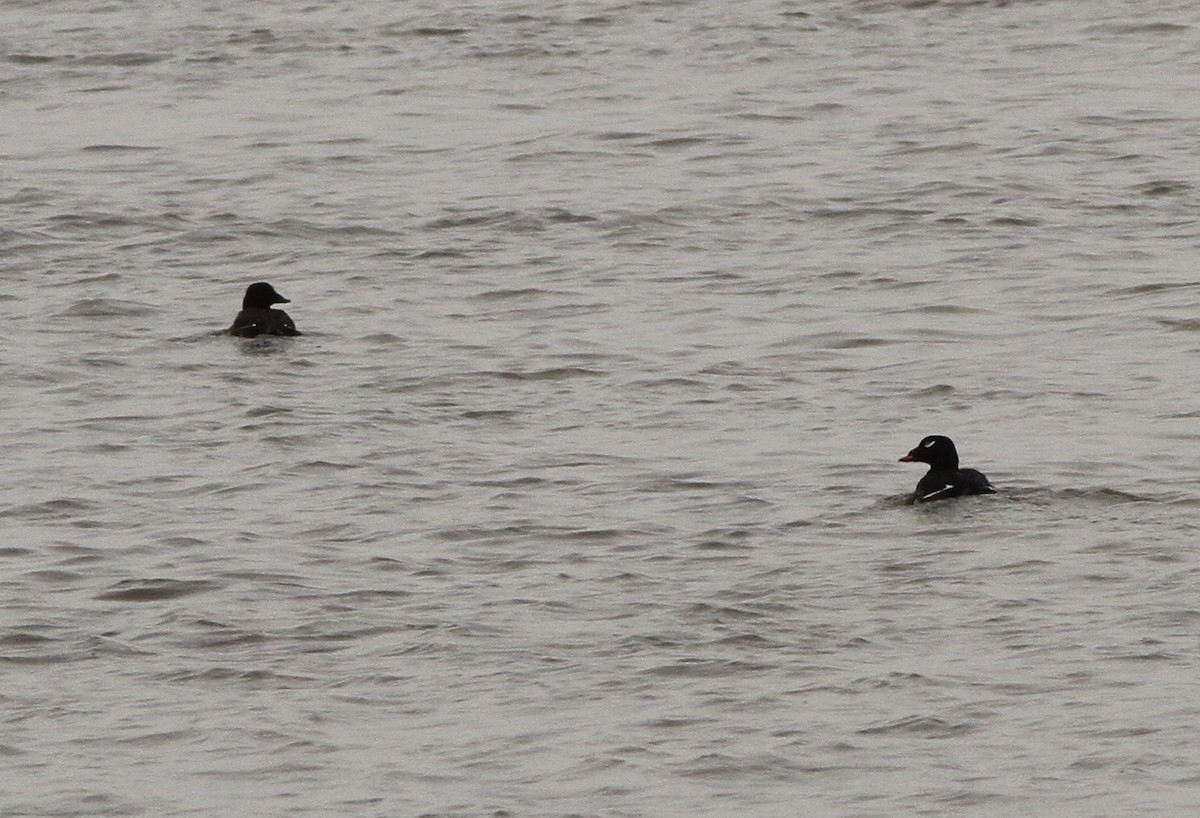 White-winged Scoter - Steven Glynn