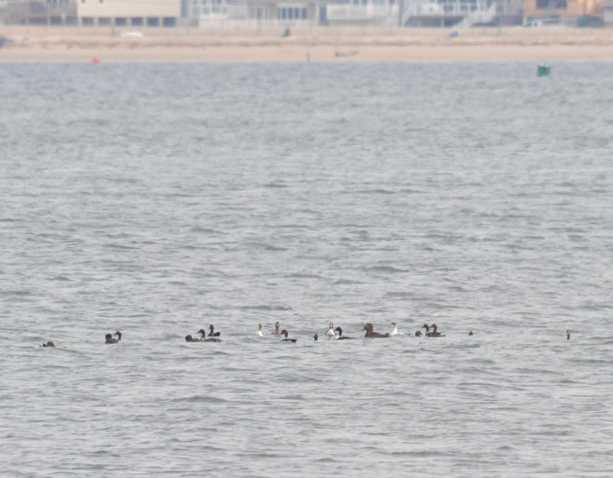 Common Eider - Peter Paul