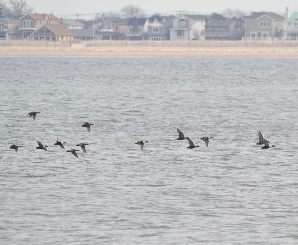 Common Eider - ML142083211