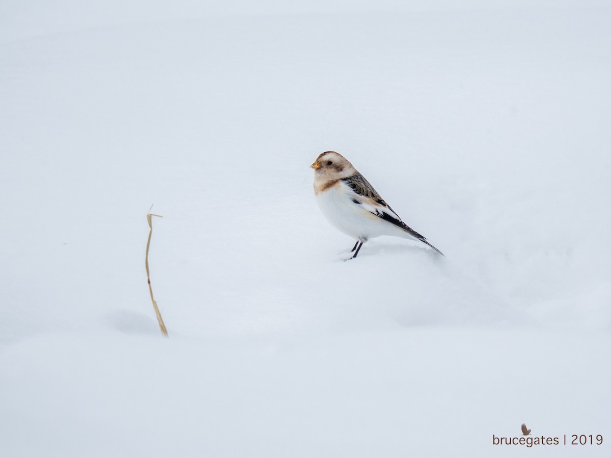 Snow Bunting - Bruce Gates