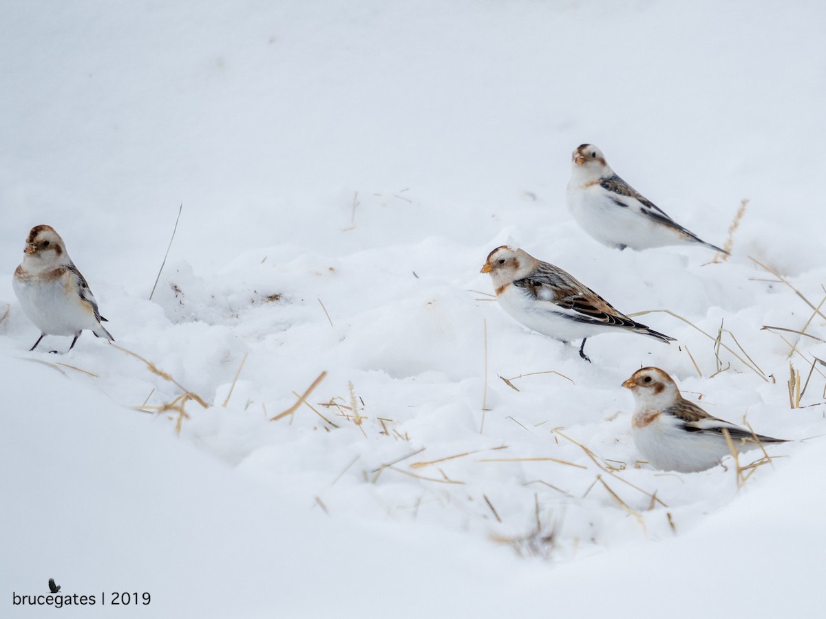 Snow Bunting - Bruce Gates