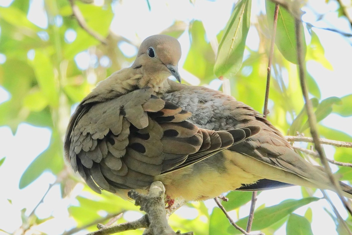 Mourning Dove - ML142089381