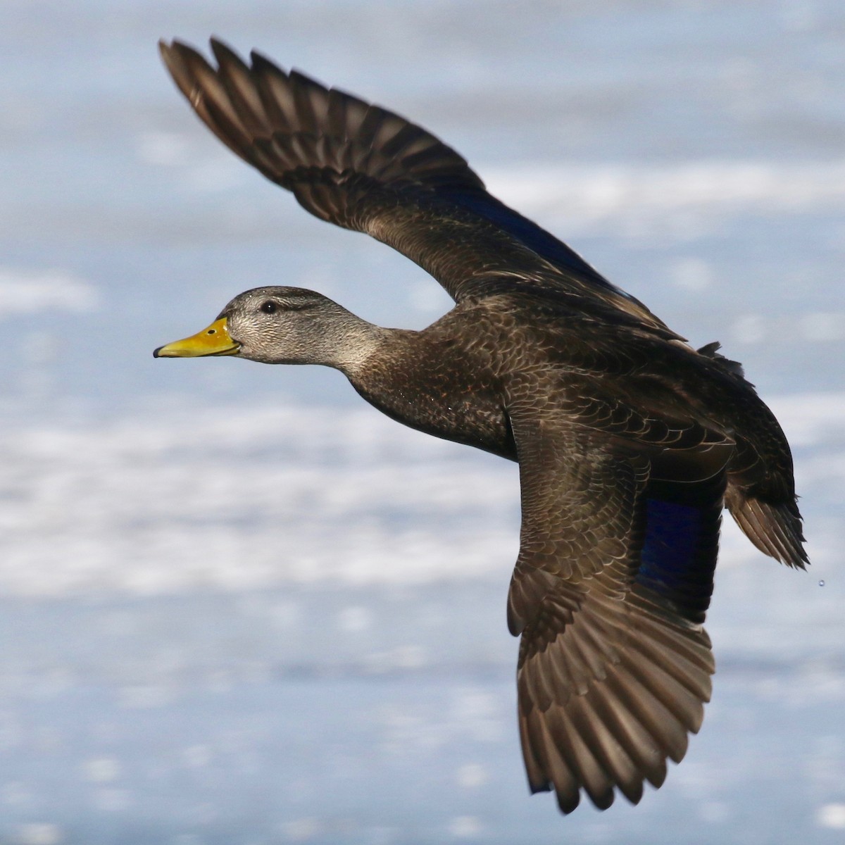 American Black Duck - ML142091381