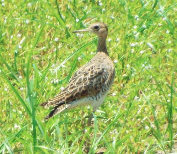 Upland Sandpiper - ML142091611