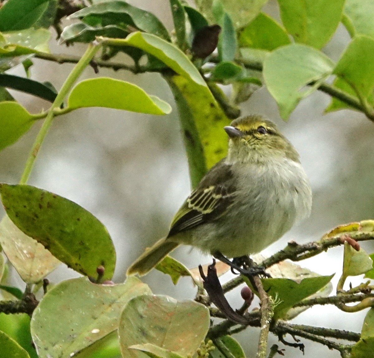 Golden-faced Tyrannulet - ML142094301