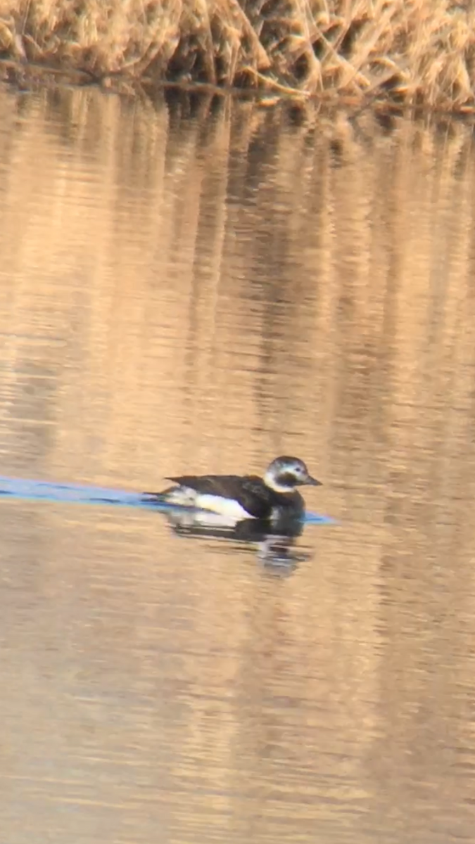 Long-tailed Duck - ML142094731