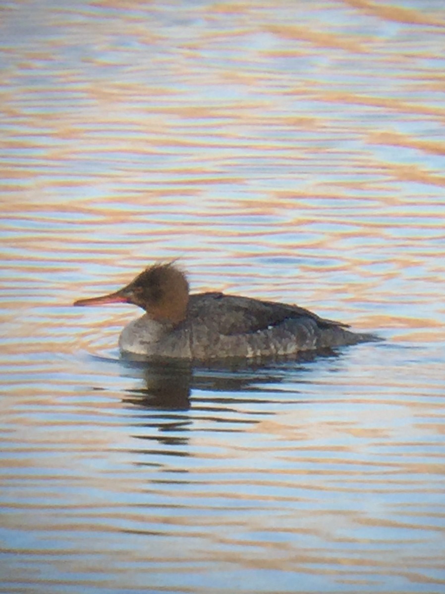 Red-breasted Merganser - ML142094781