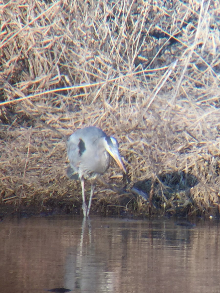 Garza Azulada - ML142094921