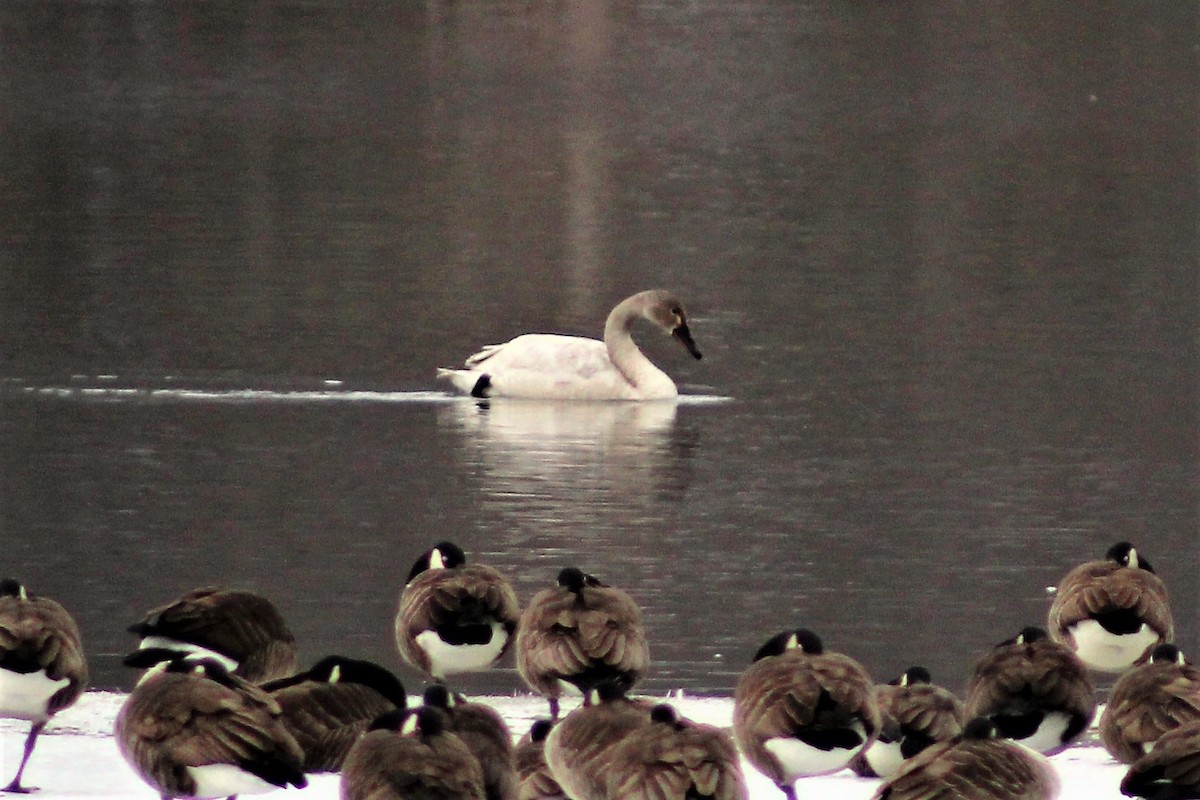 Tundra Swan - ML142095081