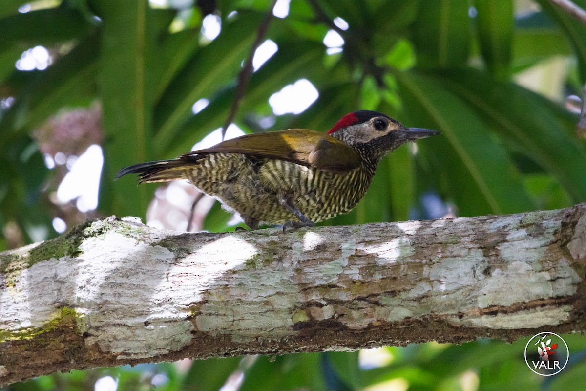Golden-olive Woodpecker - ML142095201