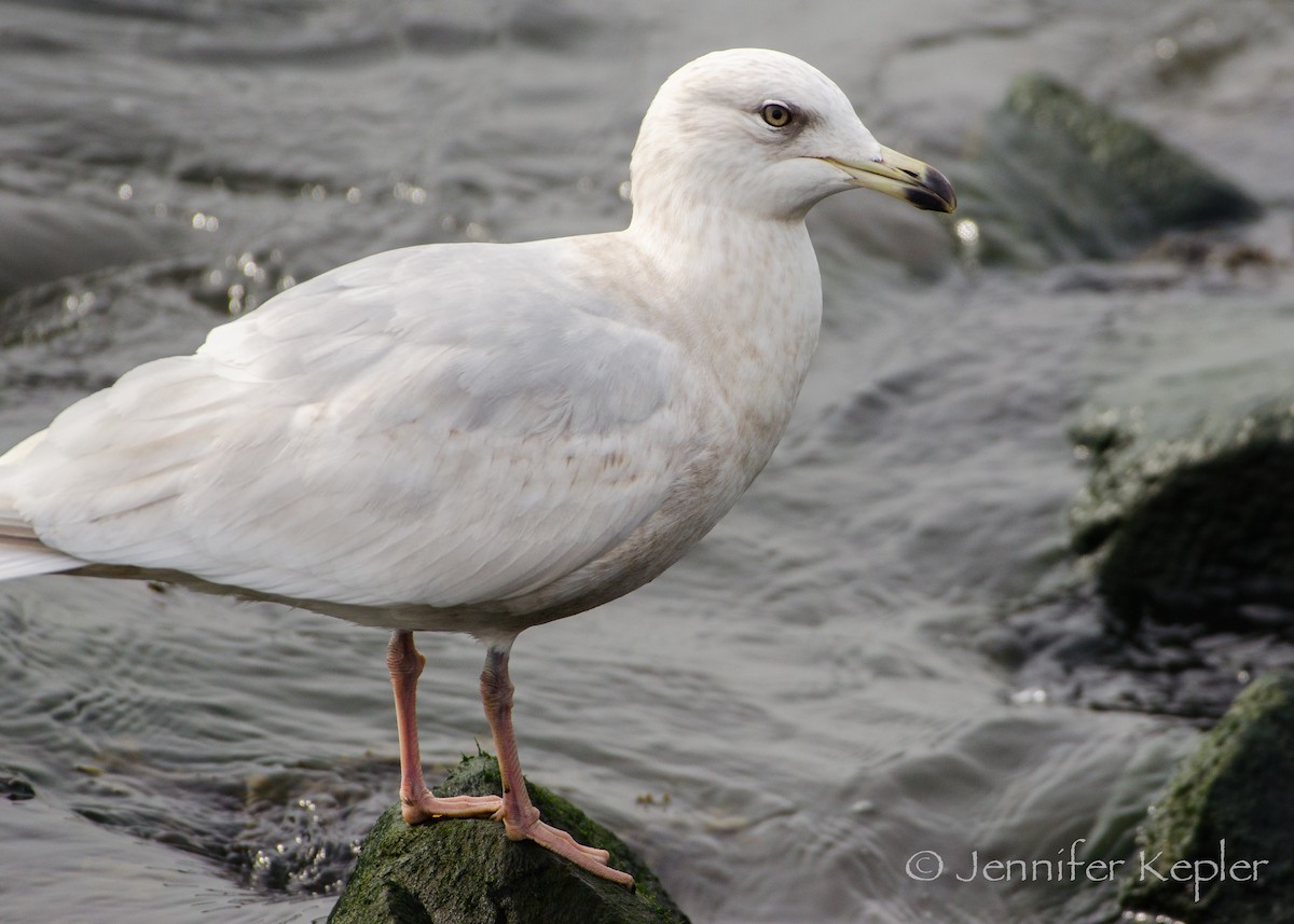 Iceland Gull - ML142095841