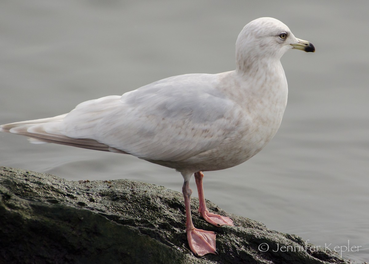 Iceland Gull - ML142095851