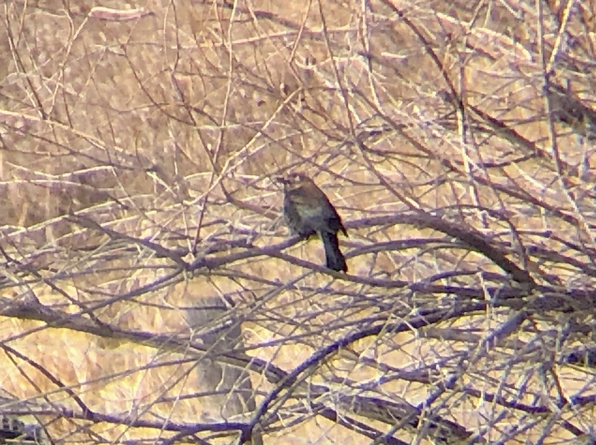 Rusty Blackbird - ML142096991