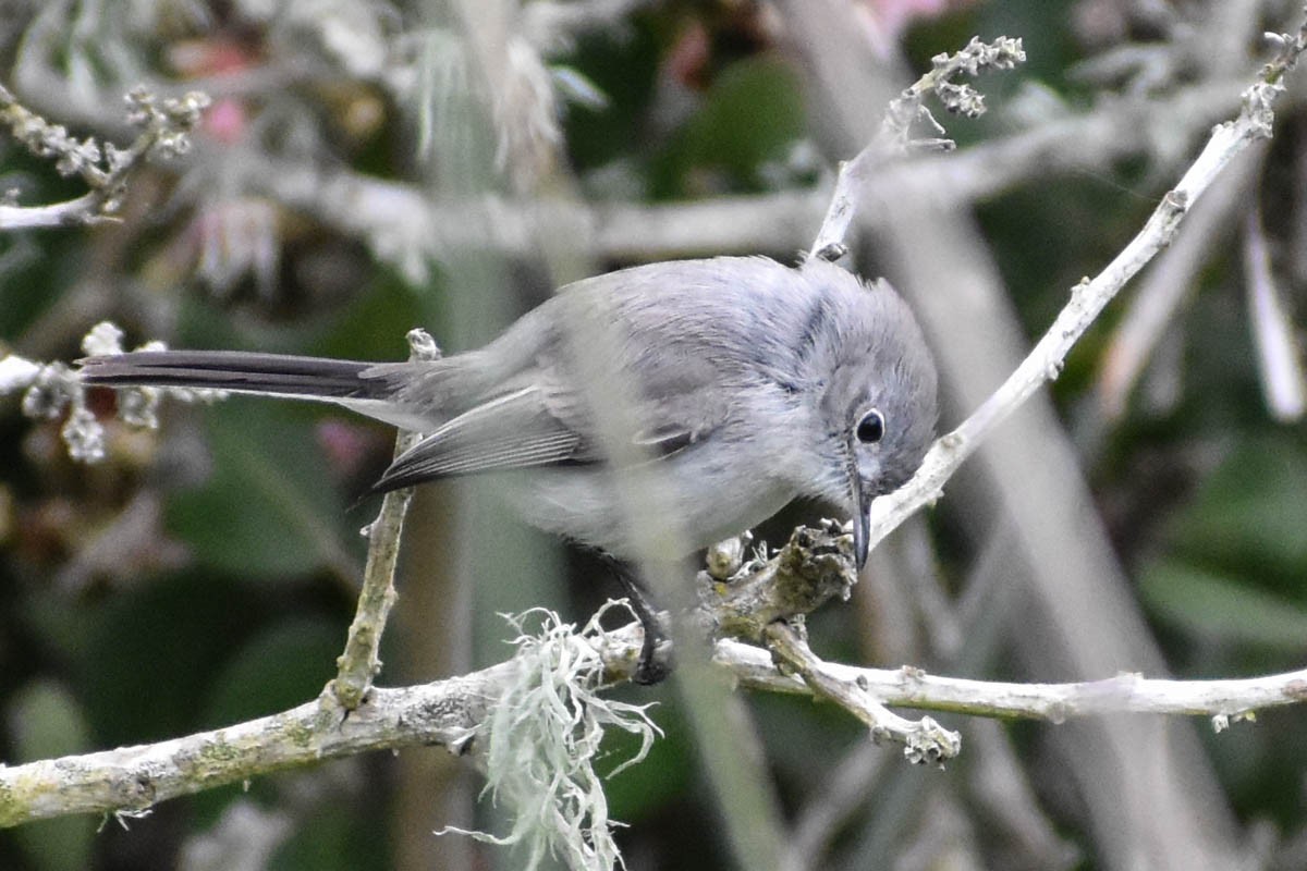 Blue-gray Gnatcatcher - ML142099561