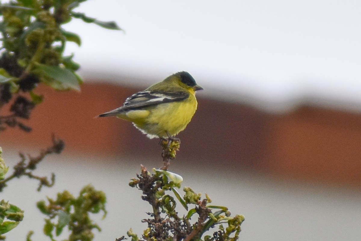 Lesser Goldfinch - ML142099791