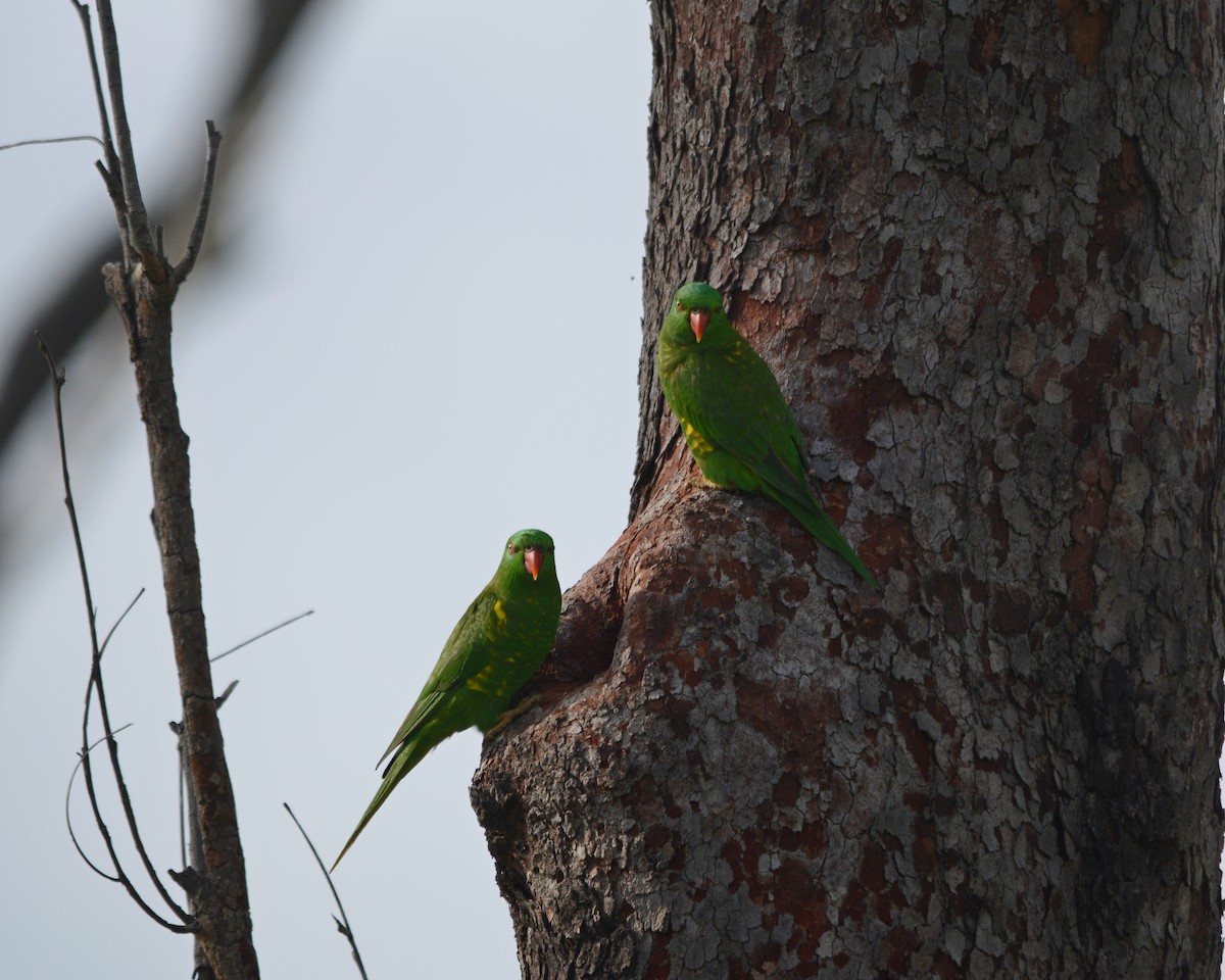 Scaly-breasted Lorikeet - ML142099961