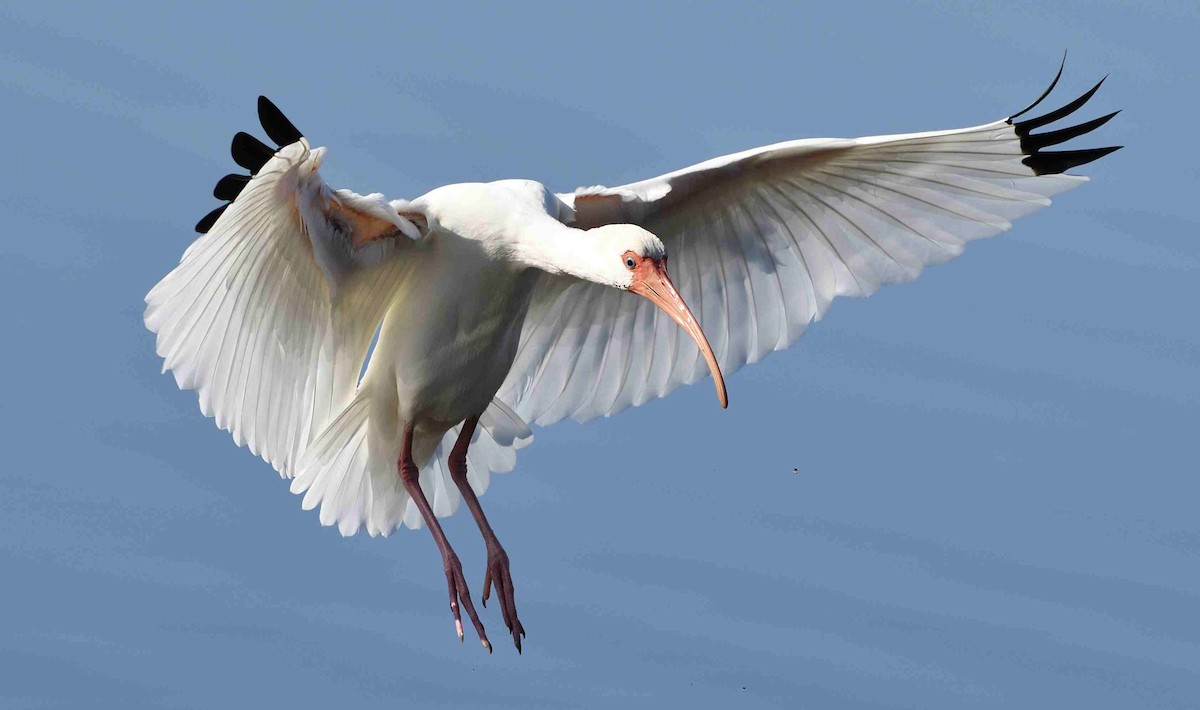 White Ibis - ML142100211