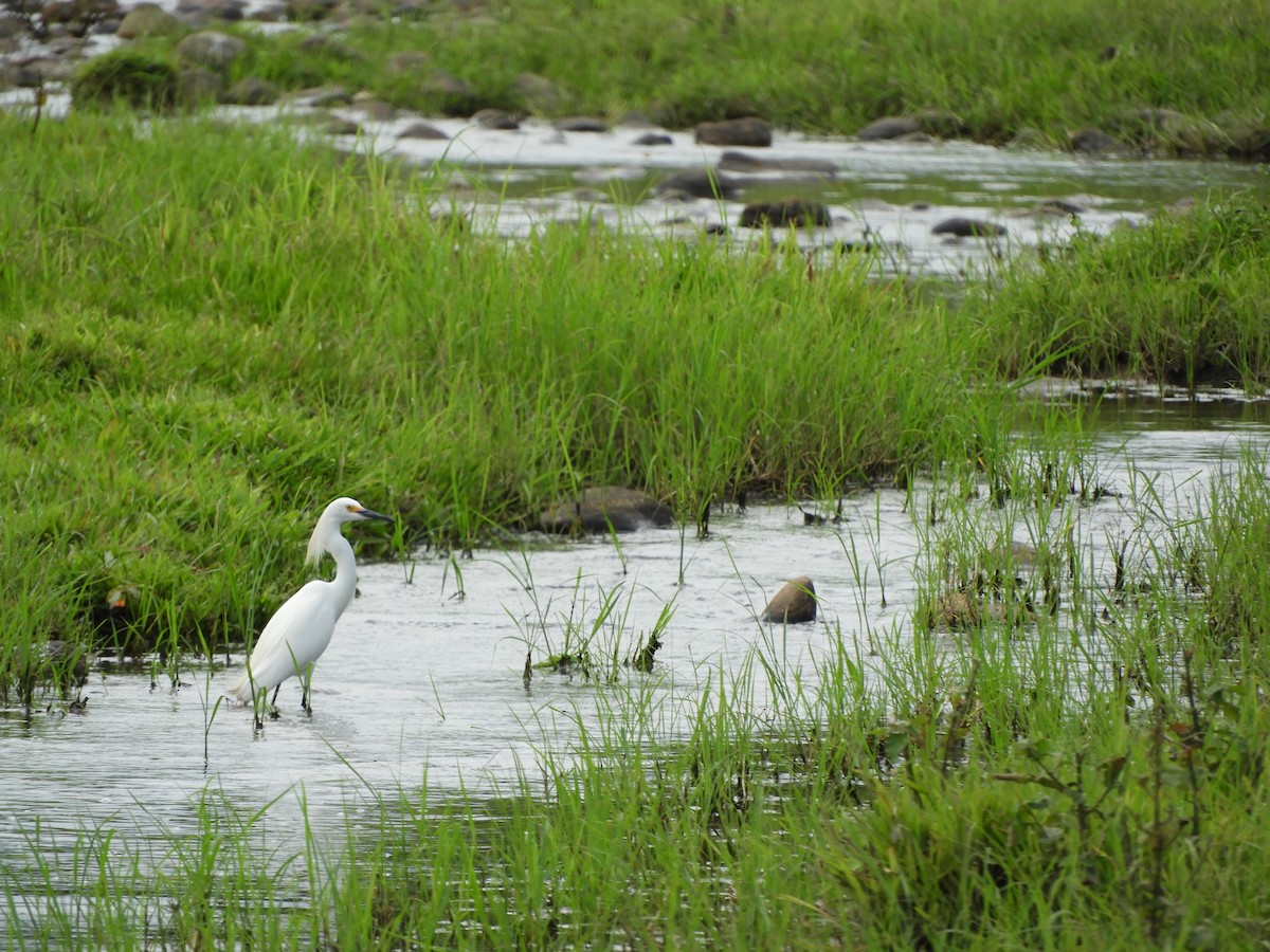 Snowy Egret - ML142100221