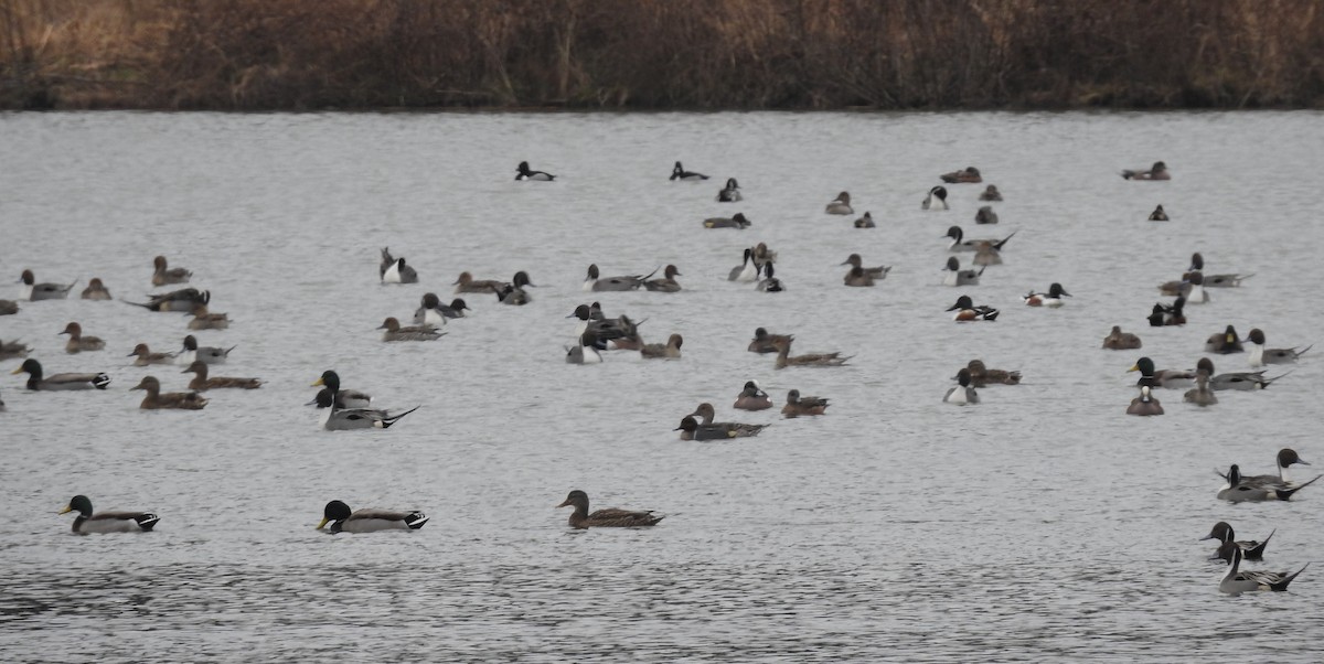 Northern Pintail - Fred Shaffer