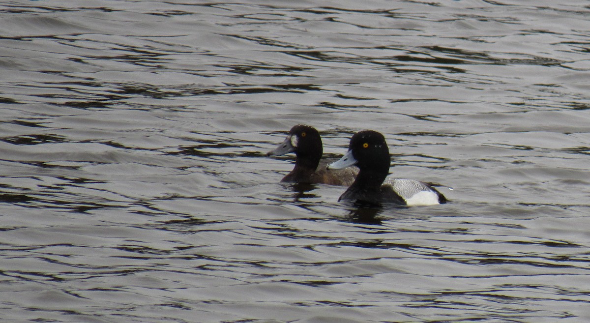 Lesser Scaup - ML142103831