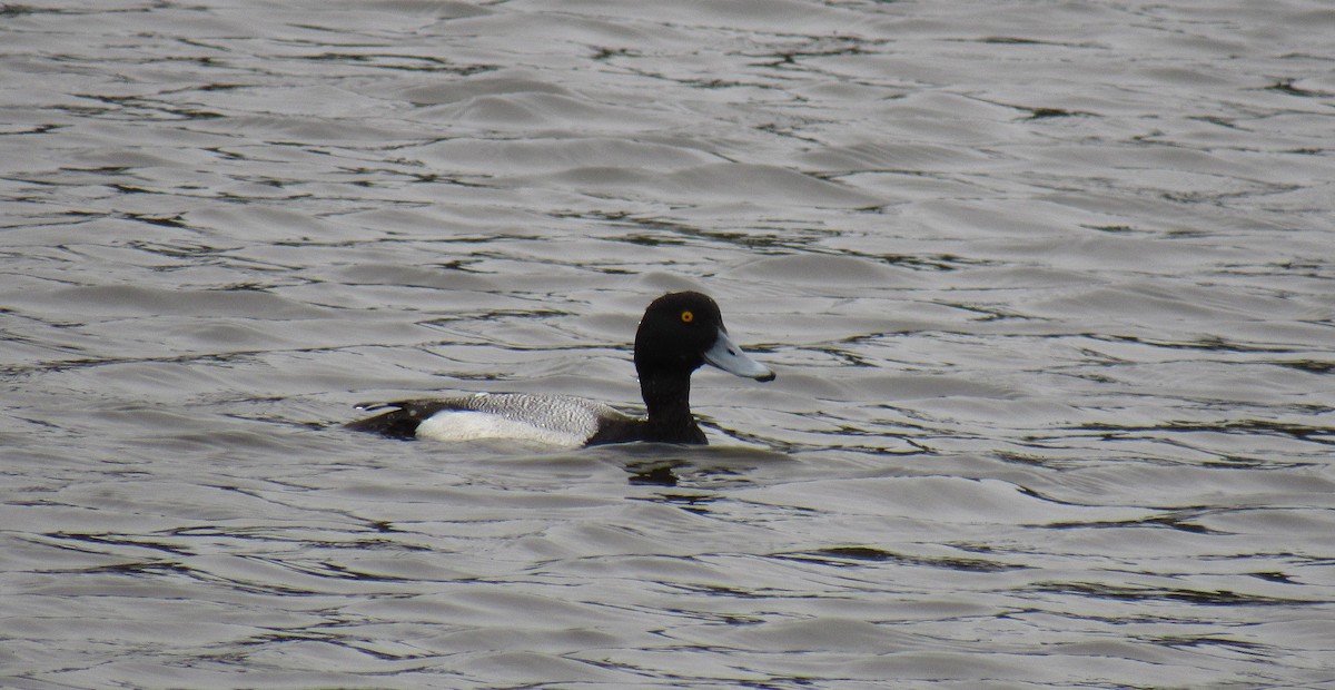 Lesser Scaup - ML142103841
