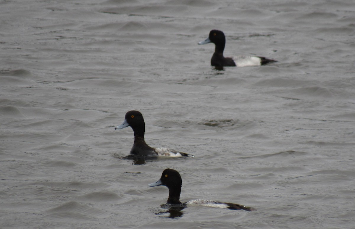 Lesser Scaup - ML142103851
