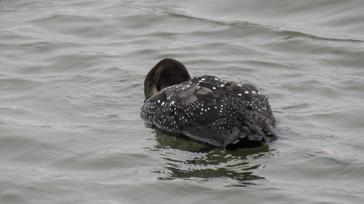 Common Loon - ML142103951