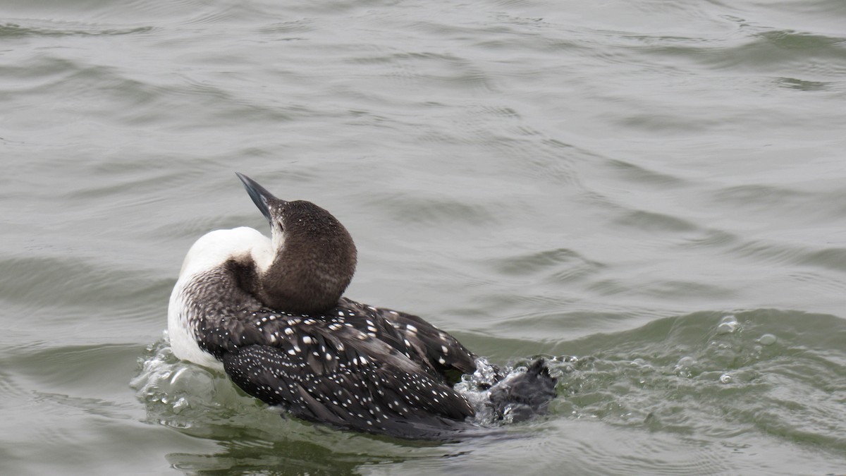 Common Loon - ML142103961