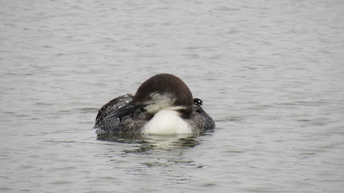 Common Loon - ML142103971