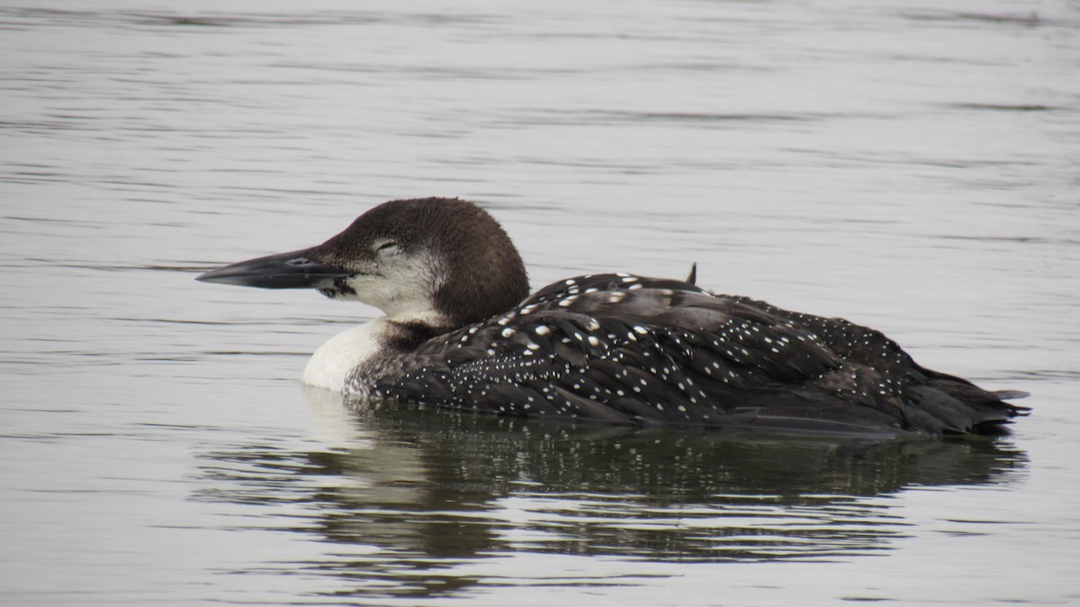 Common Loon - ML142103981