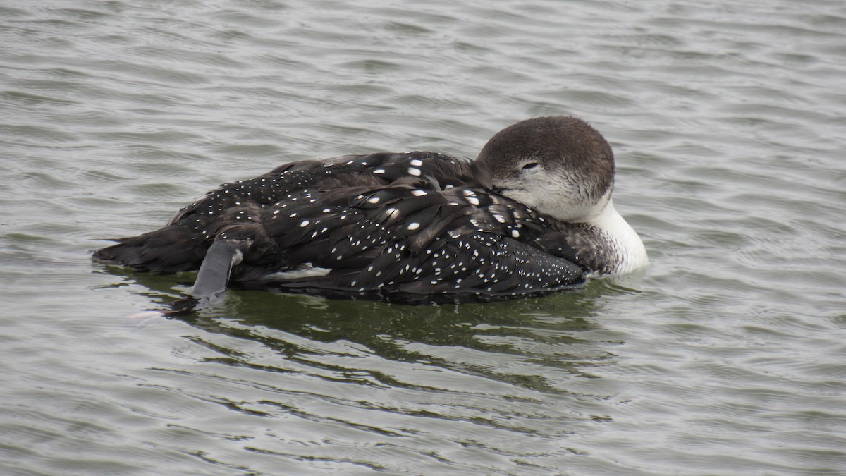 Common Loon - ML142103991