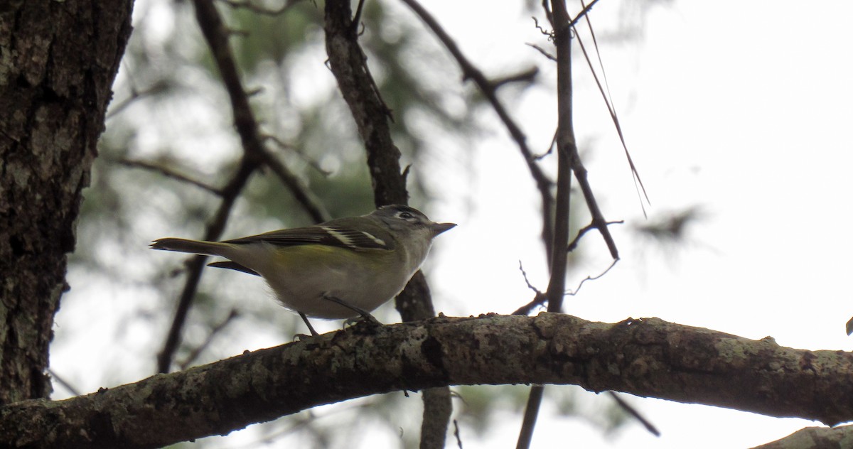 Blue-headed Vireo - ML142104151