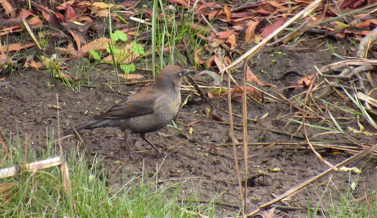 Rusty Blackbird - ML142104221