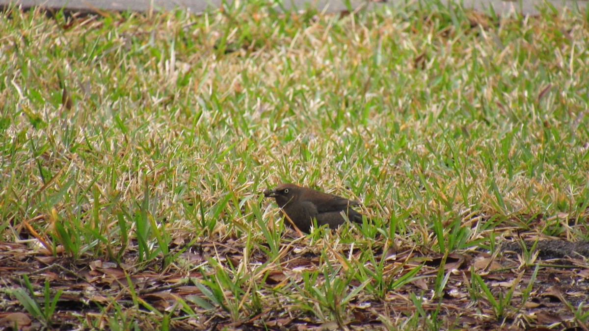Rusty Blackbird - ML142104251