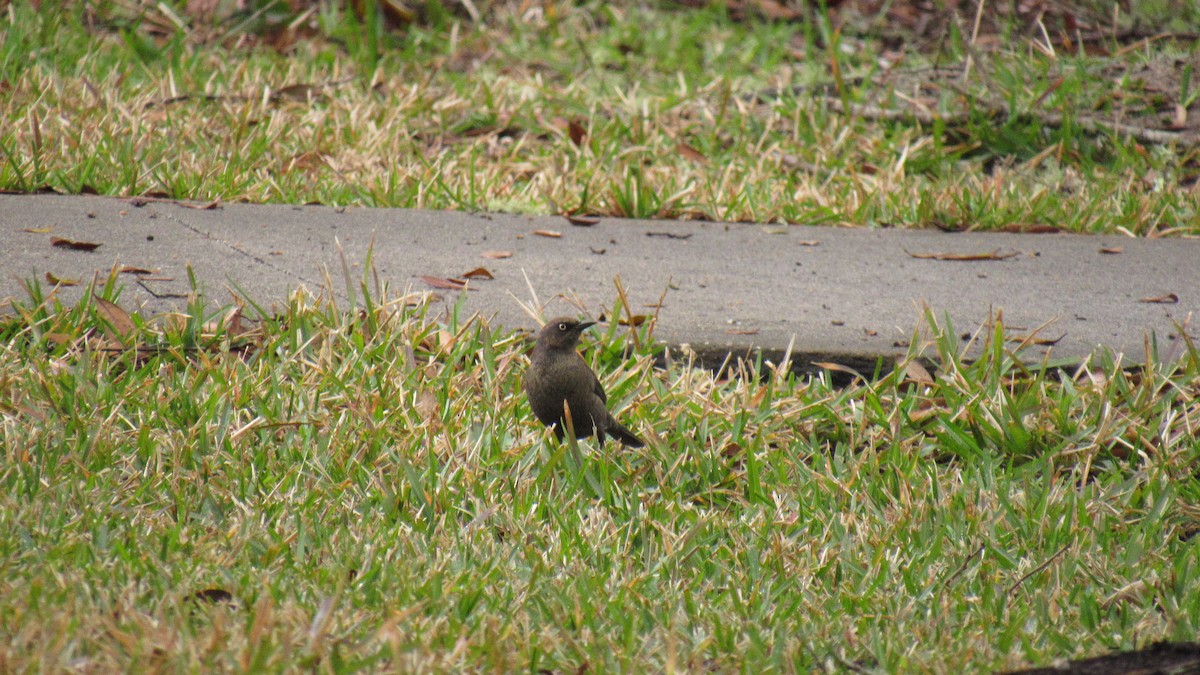 Rusty Blackbird - ML142104261